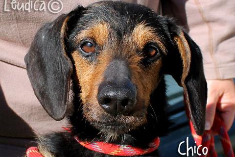 Chico